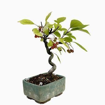 小品盆栽・海棠カイドウ｜岩崎園芸ネットストア