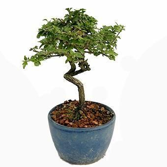 小品盆栽・匂い楓・ニオイカエデ｜岩崎園芸ネットストア