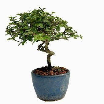 小品 盆栽 楓 カエデ 盆栽 楓 カエデ | 【公式EC】BONSAI IKUMA