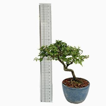 小品盆栽・匂い楓・ニオイカエデ｜岩崎園芸ネットストア