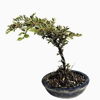 水盤　染付　瀬戸　園芸　盆栽 水盤 染付 瀬戸 園芸 盆栽 水盤 染付 瀬戸 園芸 盆栽