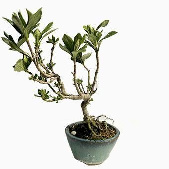 クチナシ小品盆栽 郵送無料 ミニ小品盆栽 クチナシ 一寸法師