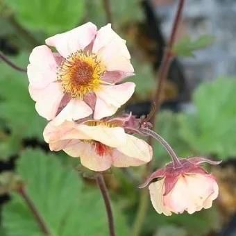 山野草　斑入り千島　キンバイ　9ｃｍポット40個セット 山野草 3ポットセット ミニ 苗 おまかせ 和風 盆栽 寄せ植えに