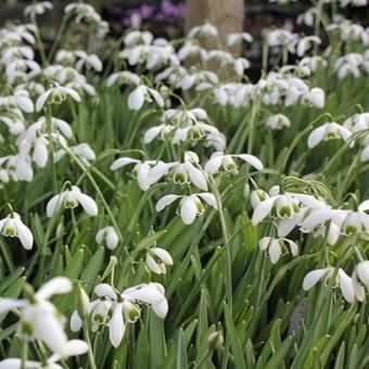 はなねこ 優良良質球根 八重咲きスノードロップ３０球 はなねこ様専用 優良良質球根 八重咲きスノードロップ30球 八重咲き
