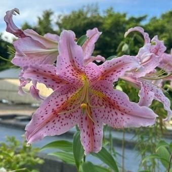 山野草 夕張草 15cmポット大株11個セット sa-0330-gss.jpg