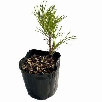 岩崎園芸ネットストア