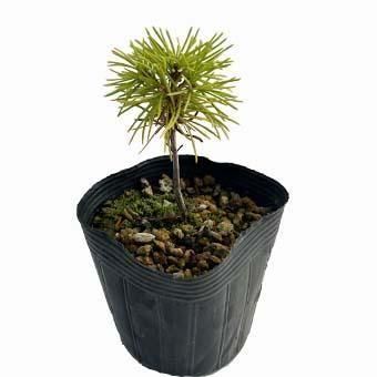 岩崎園芸ネットストア