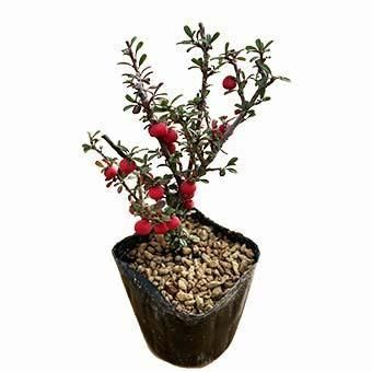 山野草　夕張草　15ｃｍポット大株11個セット おまかせ水草ミニポット 5ポットセット(水上葉)(無農薬) | チャーム