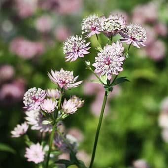岩崎園芸ネットストア