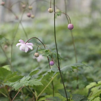 レンゲショウマ-山野草・宿根草・高山植物販売専門店岩崎園芸ネットストア