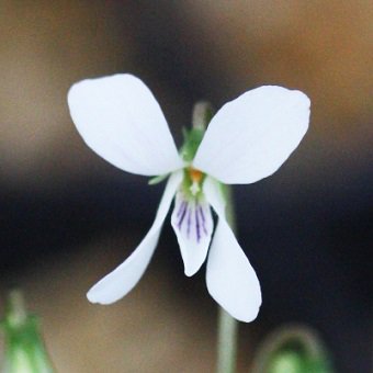 石垣スミレ-山野草・宿根草・高山植物販売専門店岩崎園芸ネットストア