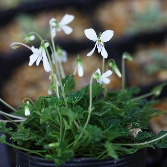 石垣スミレ-山野草・宿根草・高山植物販売専門店岩崎園芸ネットストア