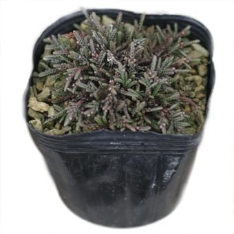 ヤツフサイワヒゲ - 北海道の山野草・宿根草・高山植物販売専門店岩崎