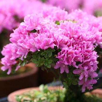 島田一号-山野草・宿根草・高山植物販売専門店岩崎園芸ネットストア