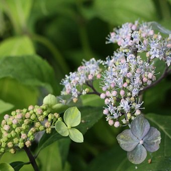 土佐緑風-ヤマアジサイ・山野草・宿根草・高山植物販売専門店岩崎園芸ネットストア