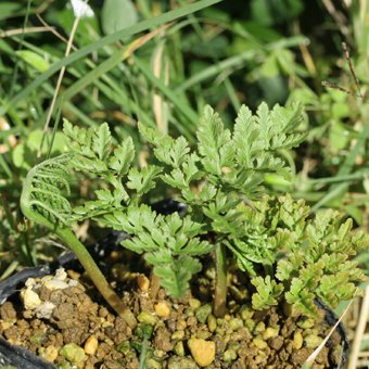 フユノハナワラビ-シダ・山野草・宿根草・高山植物販売専門店岩崎園芸ネットストア