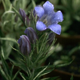 斑入りササリンドウ 山野草 宿根草 高山植物販売専門店岩崎園芸ネットストア