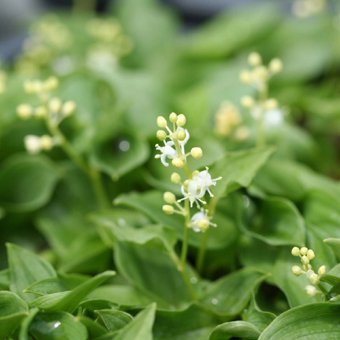 ヤクシママイヅルソウ-山野草・宿根草・高山植物販売専門店岩崎園芸ネットストア