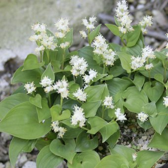 ヤクシママイヅルソウ-山野草・宿根草・高山植物販売専門店岩崎園芸ネットストア