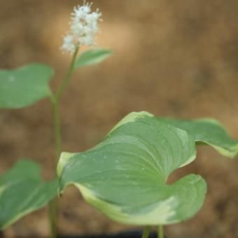 覆輪マイヅルソウ-山野草・宿根草・高山植物販売専門店岩崎園芸ネット