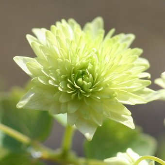 緑花八重咲きバイカカラマツ - 岩崎園芸ネットストア