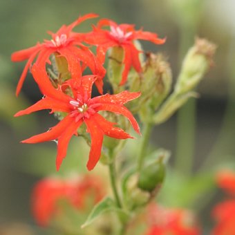 樺太エンビセンノウ-山野草・宿根草・高山植物販売専門店岩崎園芸