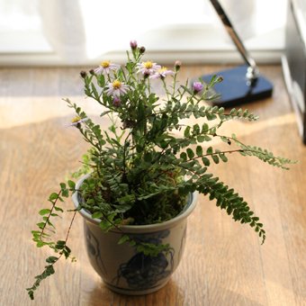 寄せ植え 山野草 宿根草 高山植物販売専門店岩崎園芸ネットストア