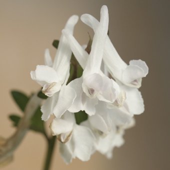 白花エゾエンゴサク 珍しい山野草 高山植物 宿根草 野性蘭販売専門店 北海道岩崎園芸ネットストア