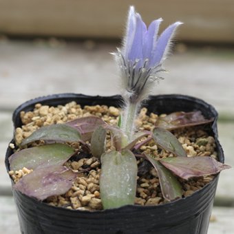 ヒトツバオキナグサ/高山植物・山野草・宿根草販売は岩崎園芸ネットストア