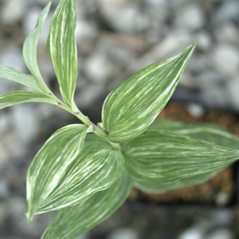 斑入りアマドコロ「白孔雀」/山野草・茶花・宿根草・高山植物の販売岩崎園芸ネットストア