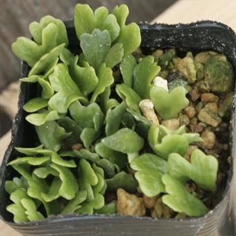 獅子葉マメヅタ シダ販売 山野草 宿根草 高山植物販売専門店岩崎園芸ネットストア 獅子葉マメヅタ シダ販売 山野草 宿根草 高山植物販売専門店岩崎園芸ネットストア