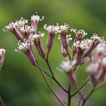 ホソバヤブレガサ/山野草・宿根草・高山植物販売岩崎園芸ネットストア