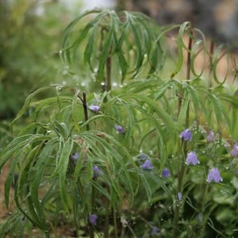 ホソバヤブレガサ/山野草・宿根草・高山植物販売岩崎園芸ネットストア