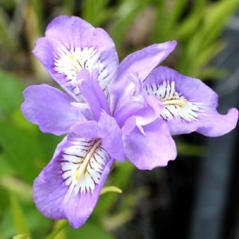 ヒメシャガ - 山野草・高山植物の通信販売店|岩崎園芸ネットストア ヒメシャガ - 山野草・高山植物の通信販売店|岩崎園芸ネットストア