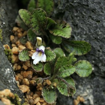 ウズラバサギゴケ 宿根草 山野草販売 岩崎園芸ネットストア