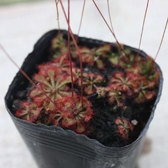 トウカイモウセンゴケ 山野草販売専門店 岩崎園芸ネットストア トウカイモウセンゴケ 山野草販売専門店 岩崎園芸ネットストア