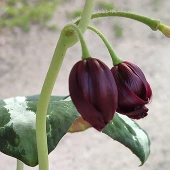 斑入り八角蓮 赤花 鉢ごと発送 株が沢山 斑入り八角蓮 赤花 鉢ごと発送 株が沢山｜Yahoo!フリマ（旧