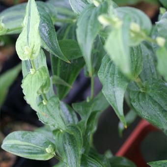 斑入り白花ホトトギス - 山野草・高山植物の通信販売店｜岩崎園芸