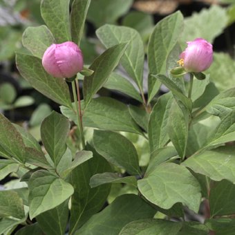 北海道産紅花ヤマシャクヤク - 山野草・高山植物の通信販売店｜岩崎園芸ネットストア