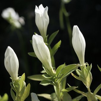 白花エゾリンドウ - 山野草・高山植物の通信販売店｜岩崎園芸ネットストア