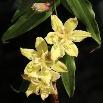 キバナノツキヌキホトトギス 山野草 高山植物の通信販売店 岩崎園芸ネットストア