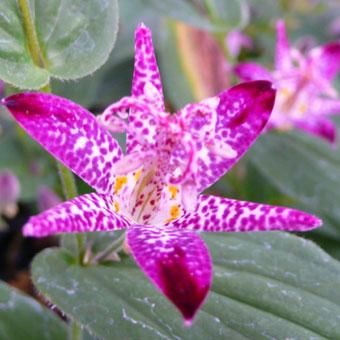 ホトトギス「紫錦」 - 山野草・高山植物の通信販売店｜岩崎園芸ネット