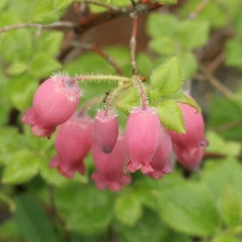キヌガワヨウラクツツジ - 山野草・高山植物の通信販売店｜岩崎園芸ネットストア