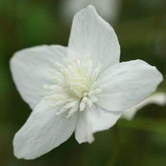 白花青軸台湾バイカカラマツ - 山野草・高山植物の通信販売店｜岩崎