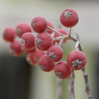 西洋カマツカ - 山野草・高山植物の通信販売店｜岩崎園芸ネットストア