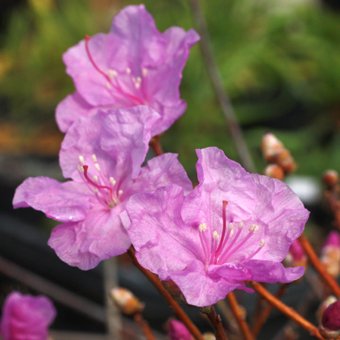 タンナゲンカイツツジ-山野草・宿根草・高山植物販売専門店岩崎園芸ネットストア