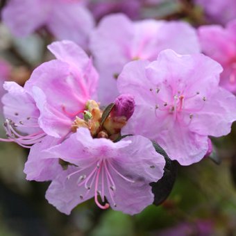 姫エゾムラサキツツジ - 山野草・高山植物の通信販売店｜岩崎園芸ネットストア