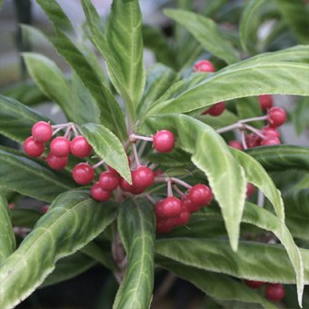 カラタチバナ - 山野草・宿根草・高山植物販売専門店岩崎園芸ネットストア