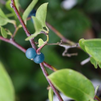 ルリビョウタン - 山野草・高山植物の通信販売店｜岩崎園芸ネットストア