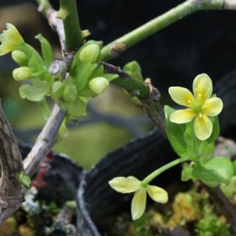 ルリビョウタン - 山野草・高山植物の通信販売店｜岩崎園芸ネットストア